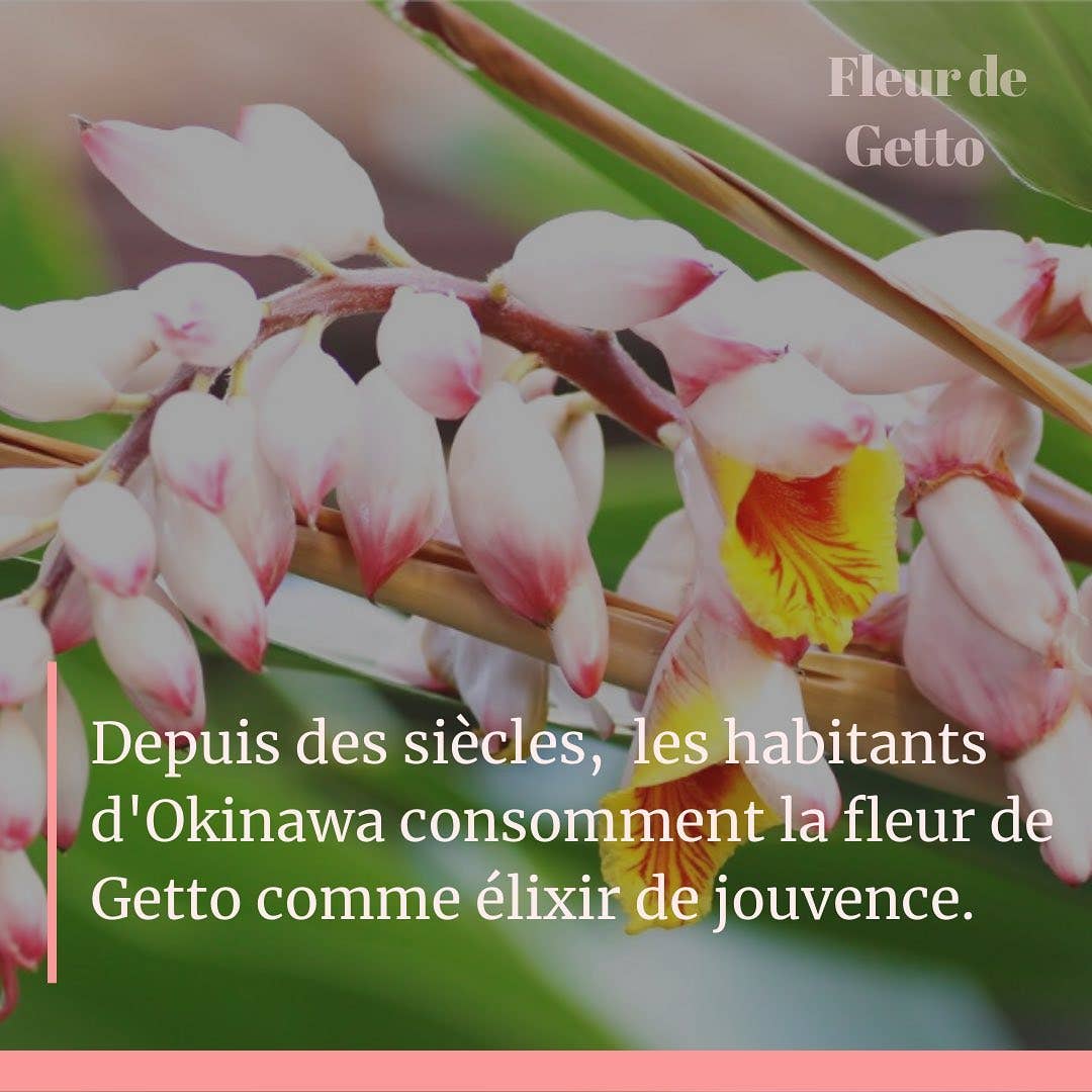 Concentré jeunesse visage getto-ashitaba : secret d'Okinawa