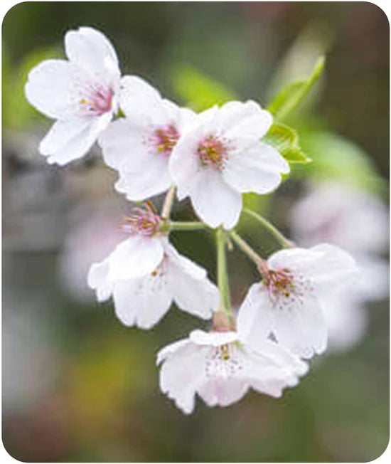 Eponge nettoyante Konjac BIO au Sakura BIJIN