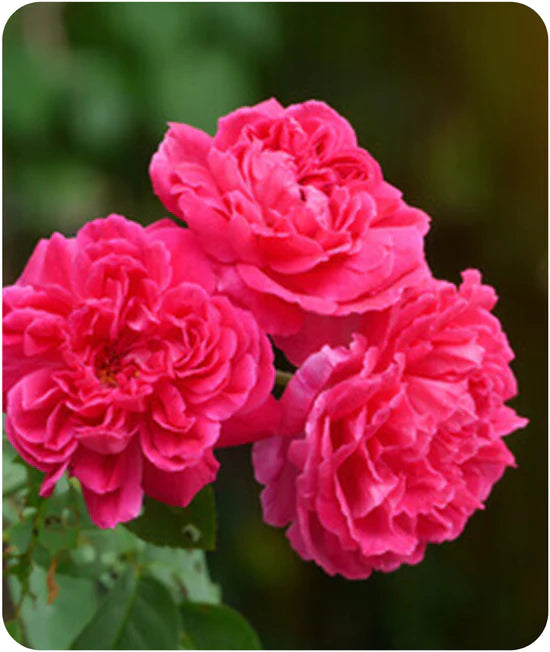 Parfum solide "KO" *cosmos BIJIN